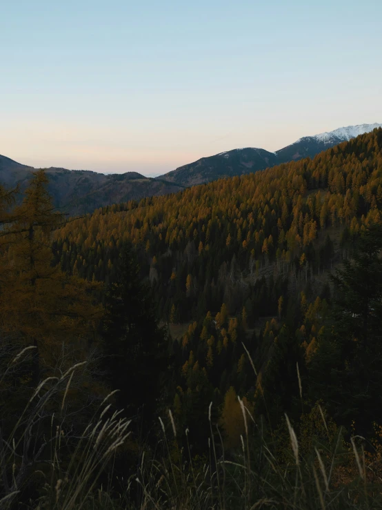 a group of trees sit on top of a hill