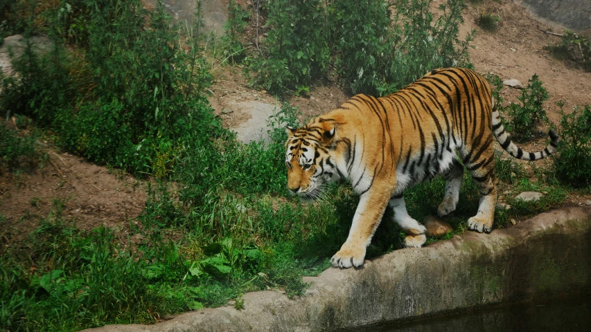 a tiger walking along the side of a body of water