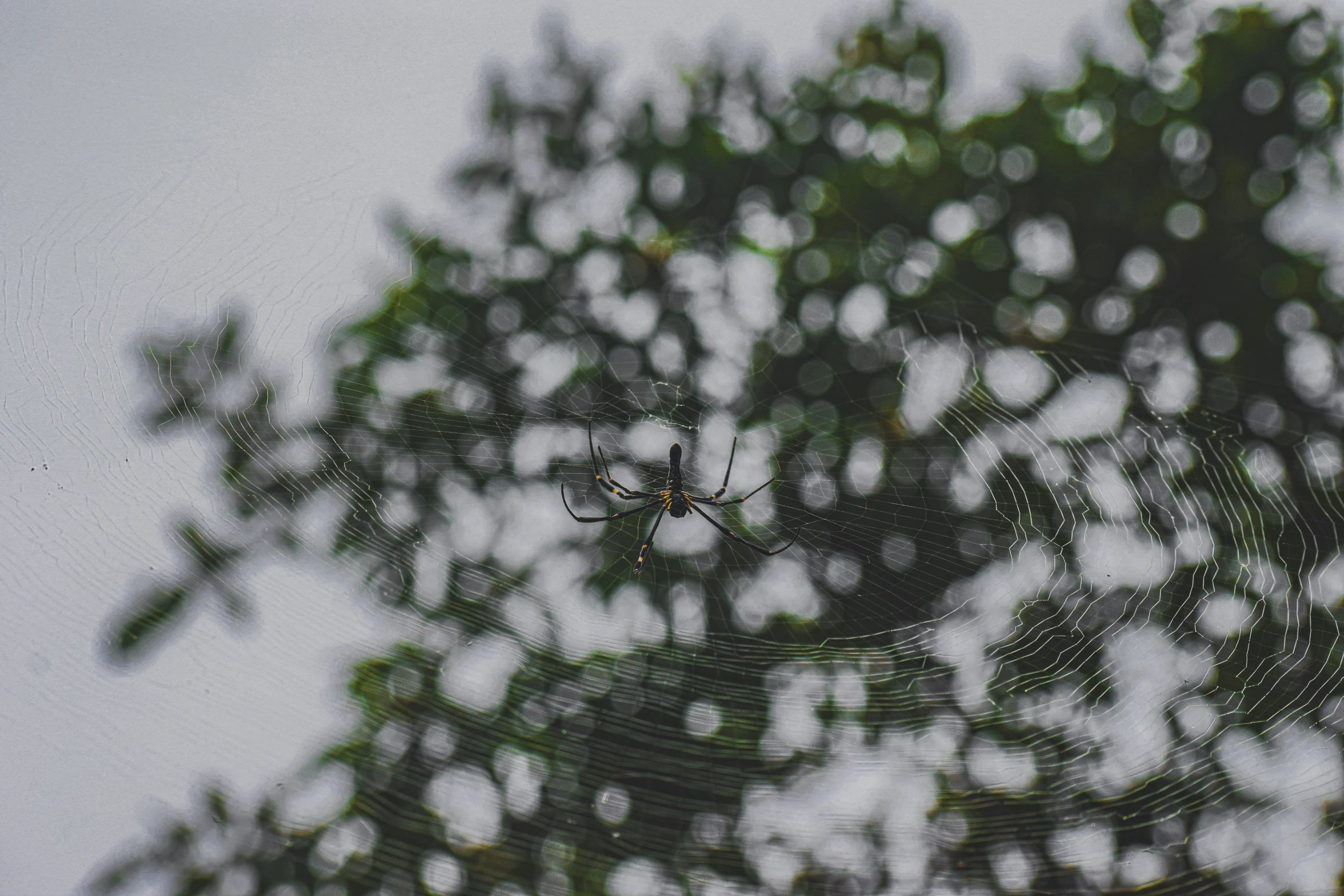 a web spider in the center of the po