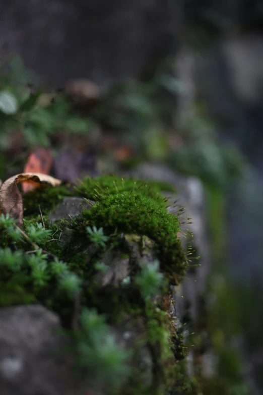 a piece of wood with small trees in the background