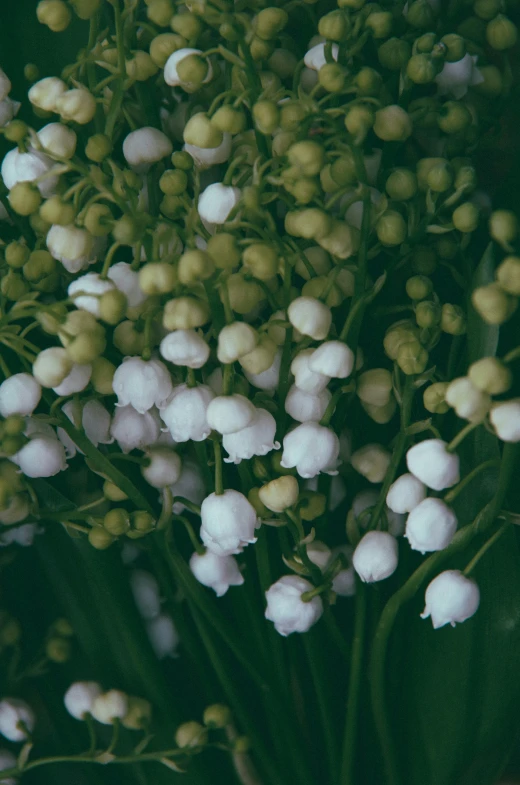 a bouquet of white flowers and baby's breath flowers