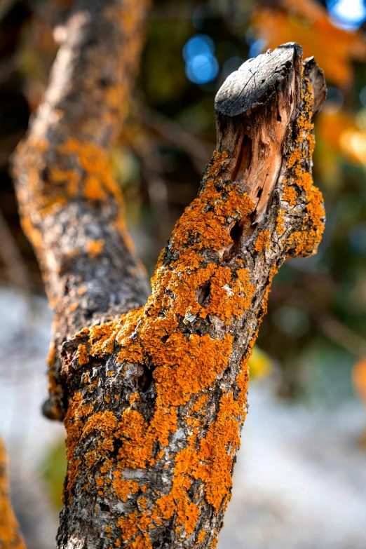 a tree with bright colored lichens growing on it