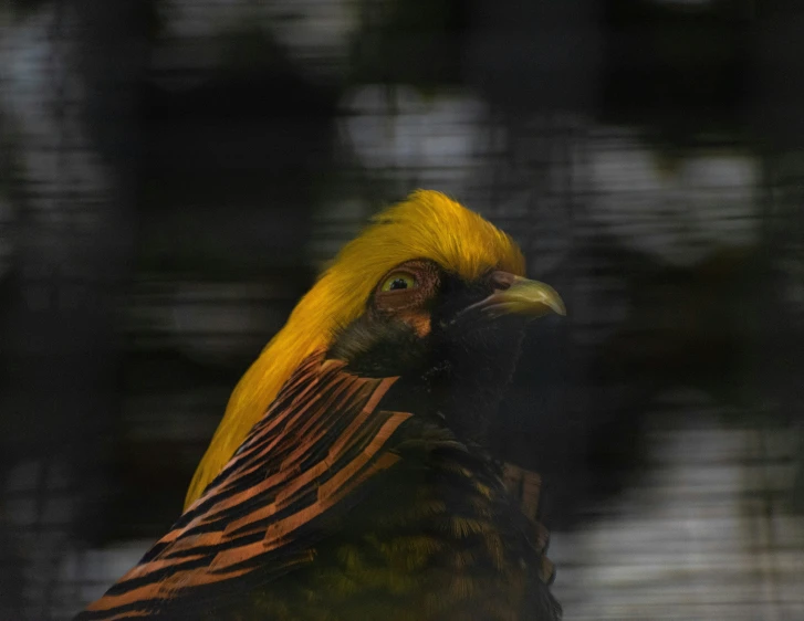 the bird is sitting on top of a large rock