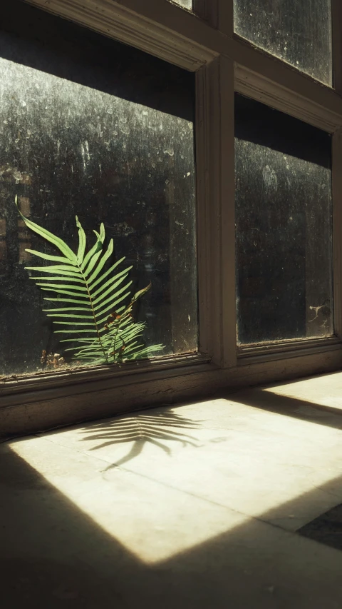 a plant is behind the glass in an empty room