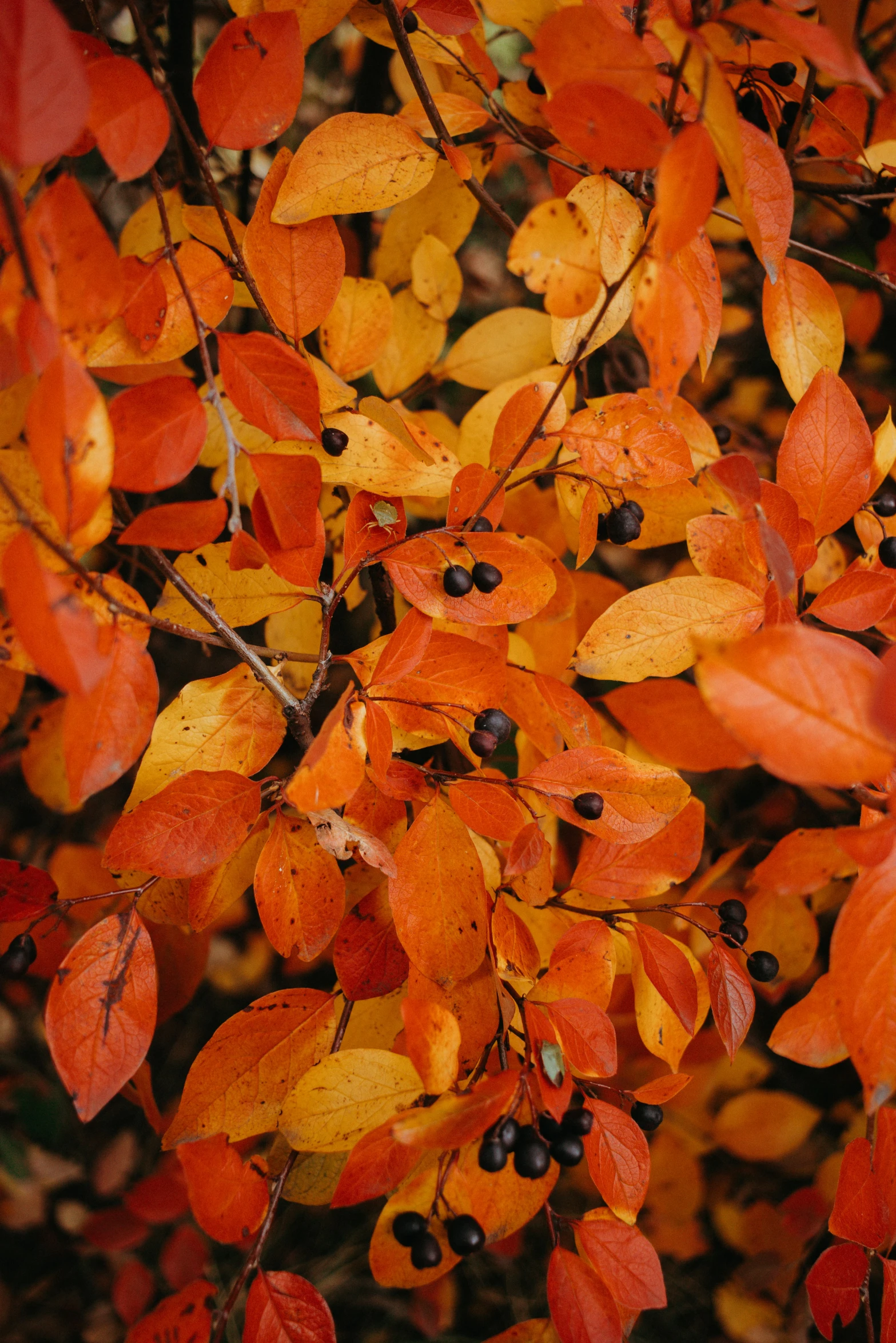 leaves and berries are sprouting on a tree