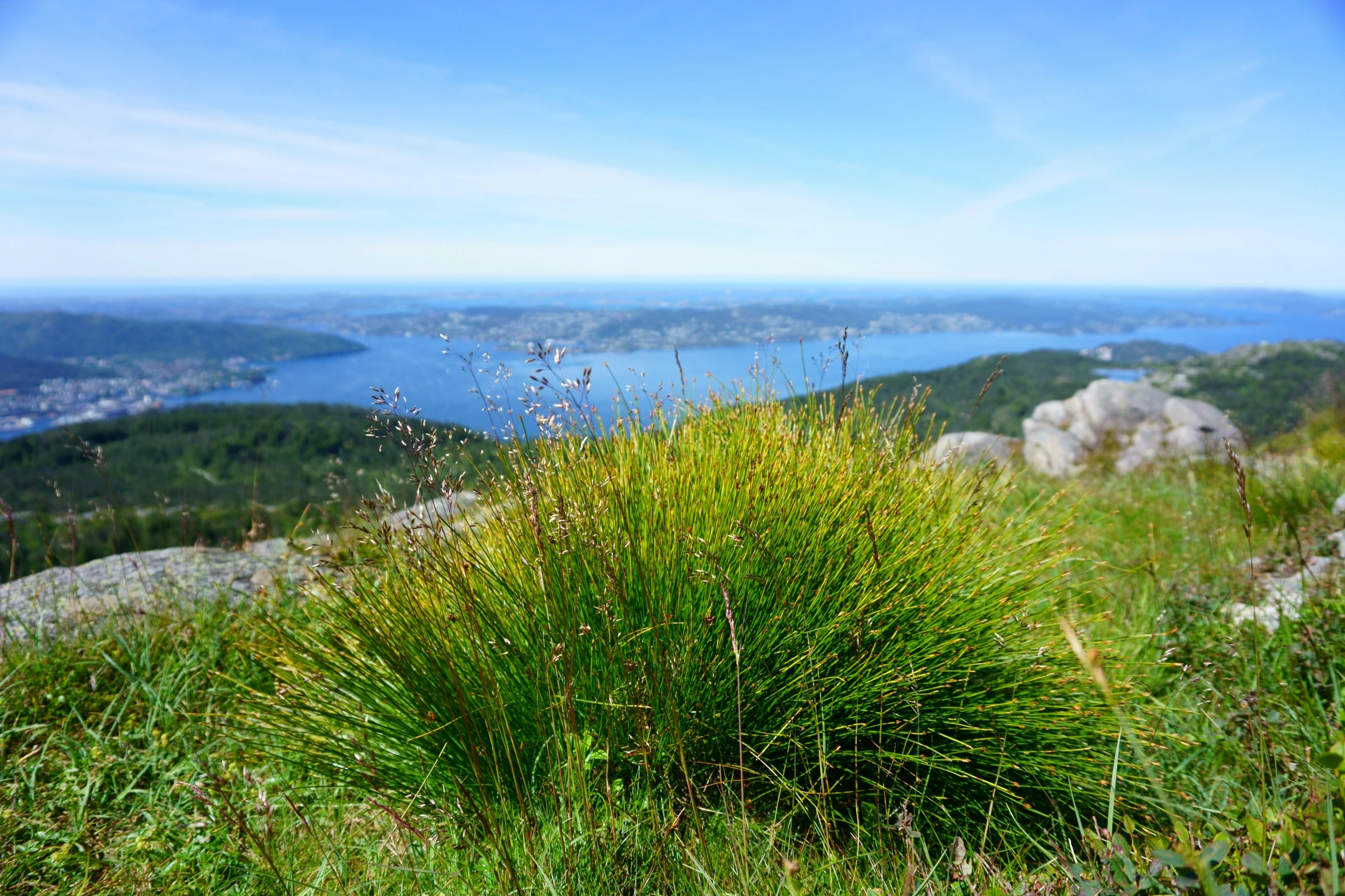 green vegetation on top of the mountain with a view of water