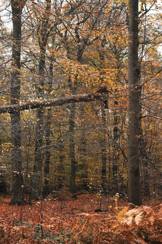 there are trees with red leaves on the ground