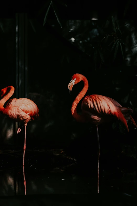 two flamingos, one in the center is bent and stretching its necks