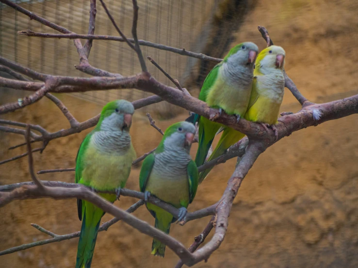 the three parakeets are sitting on the nch of a tree