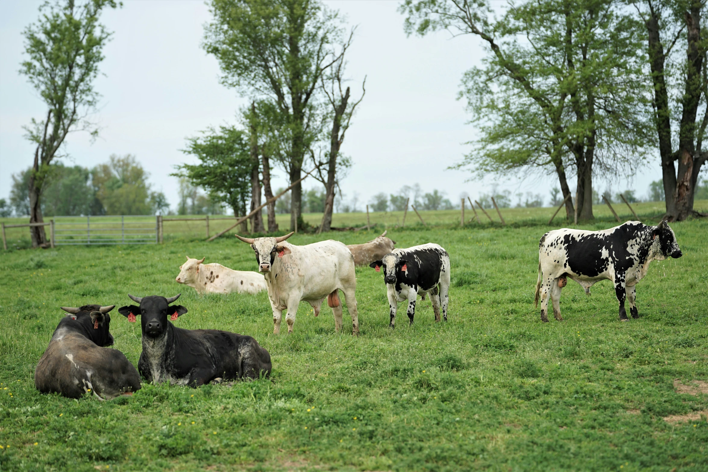 a group of cows in a field of grass