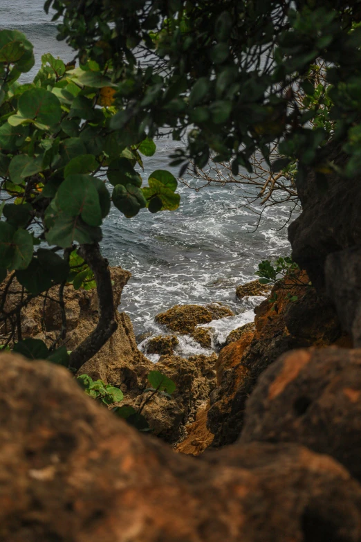 tree nches over looking water and rocks on the side of a road