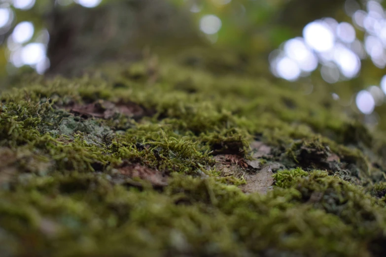 green moss growing on the side of a large tree