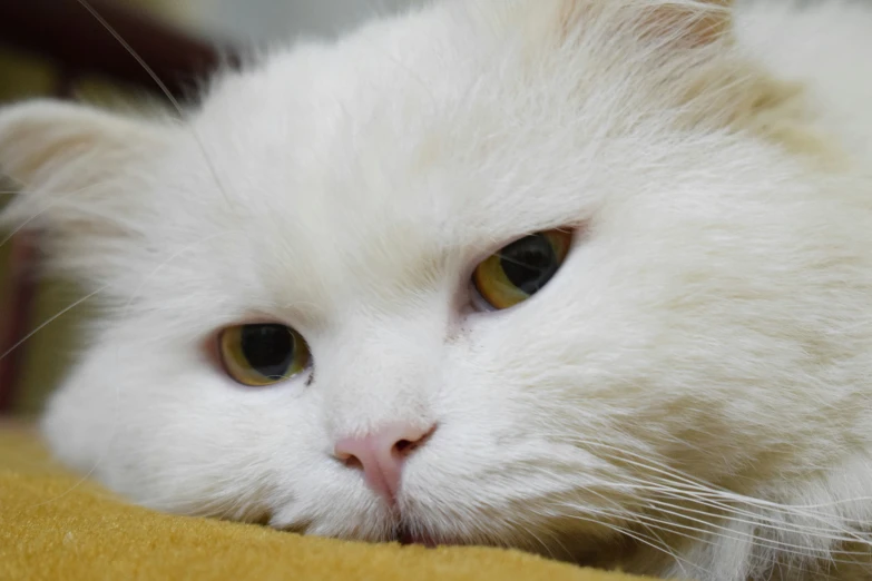 a white cat has its eyes closed and looks very small