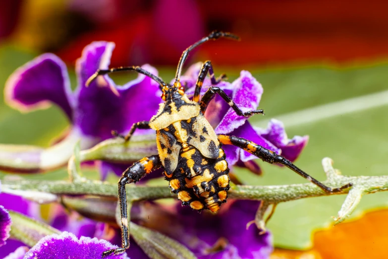 a yellow and black bug is on a purple flower