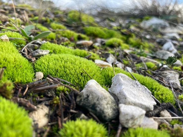 moss growing on the ground by rocks and twigs