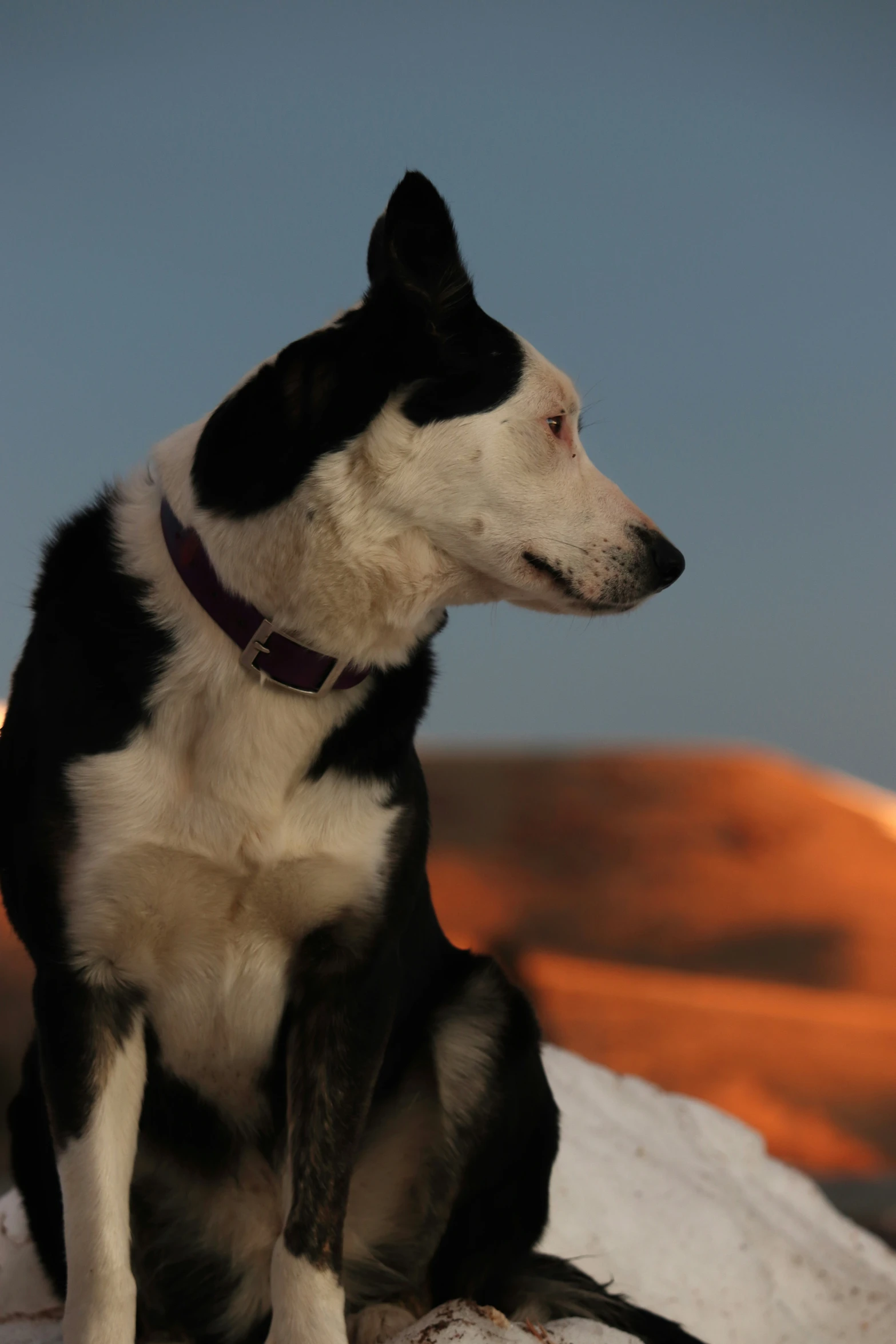 a black and white dog is sitting on the snow