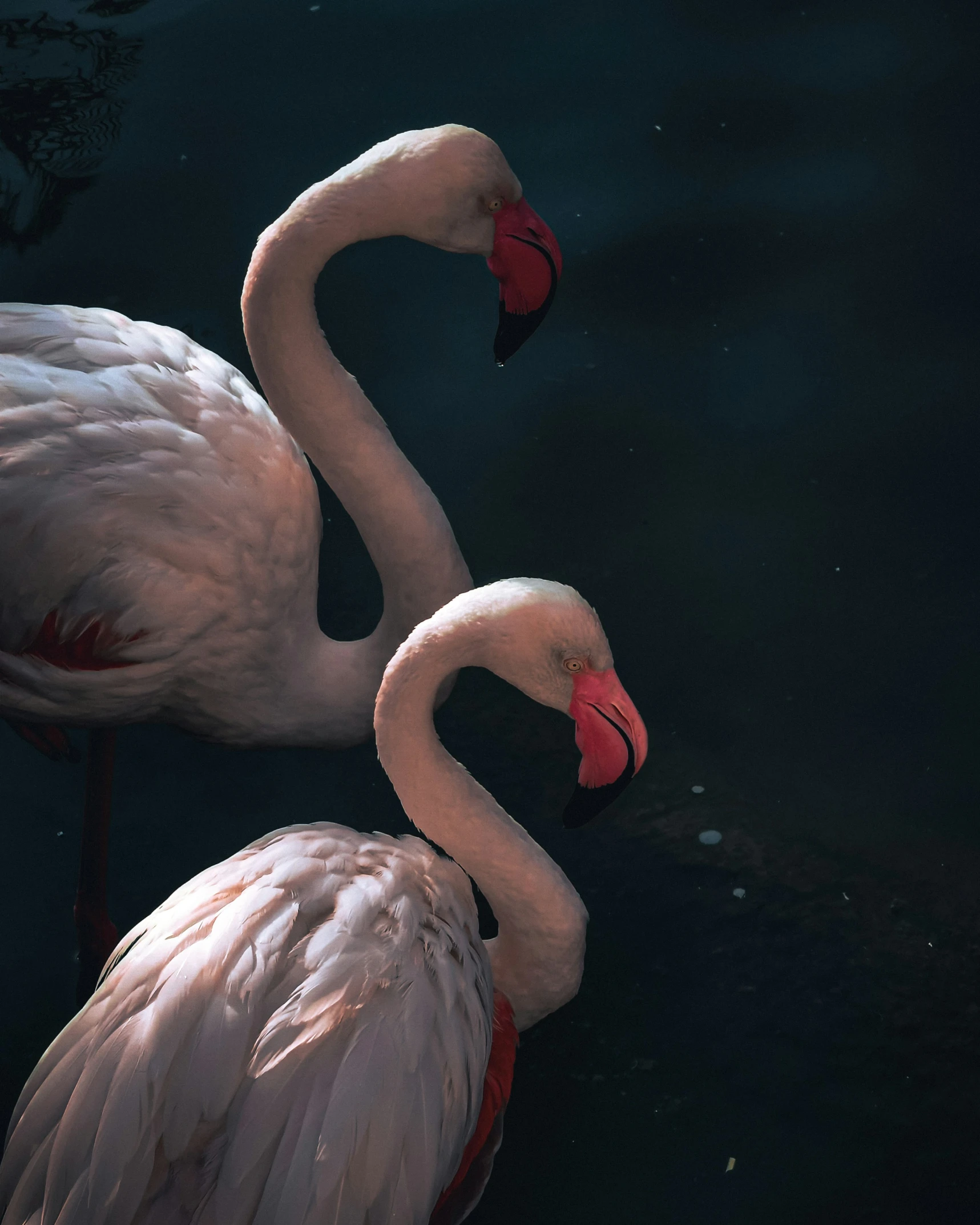 two flamingos floating on a lake with water