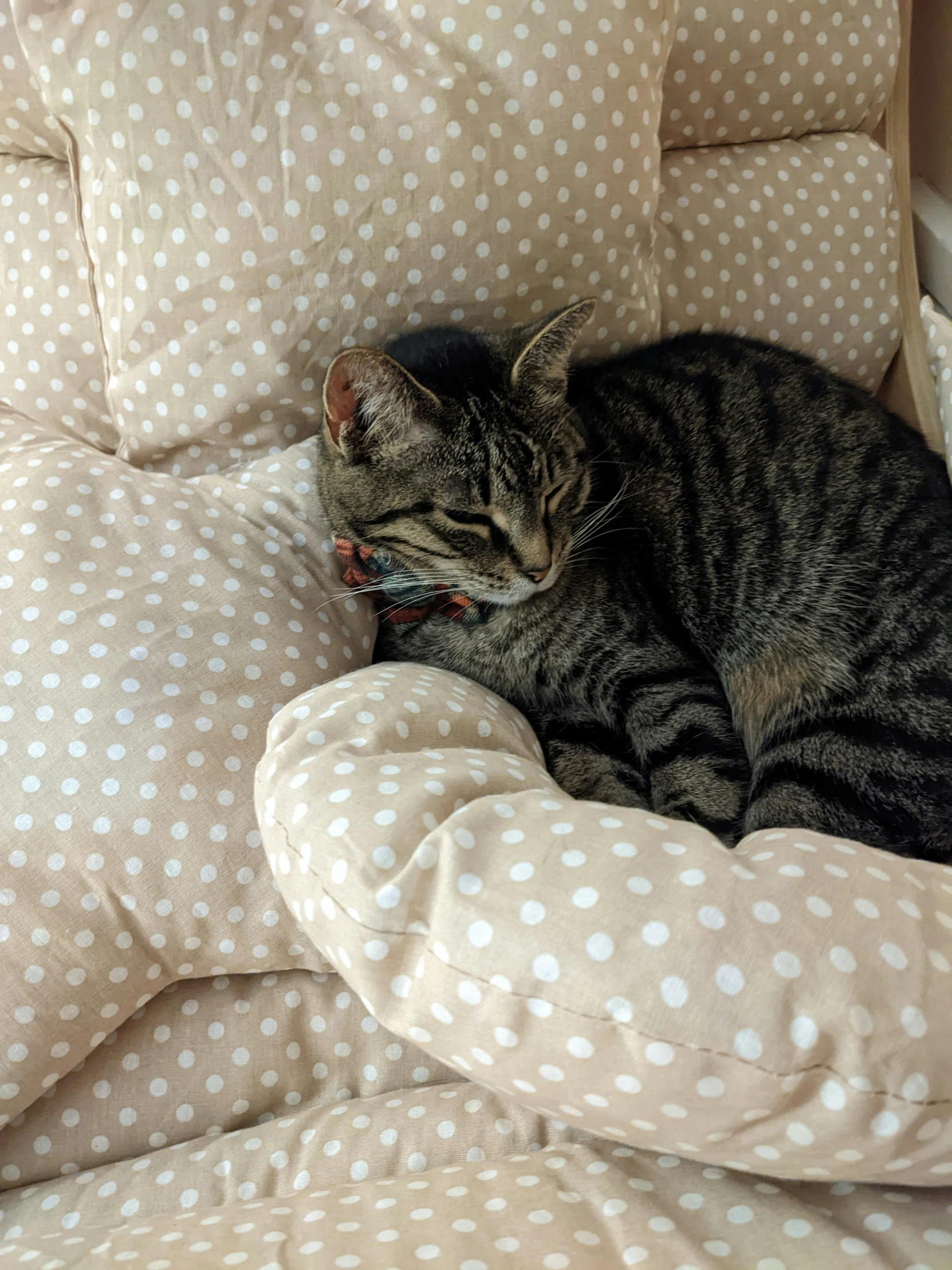 a cat lying on a bed with polka dots