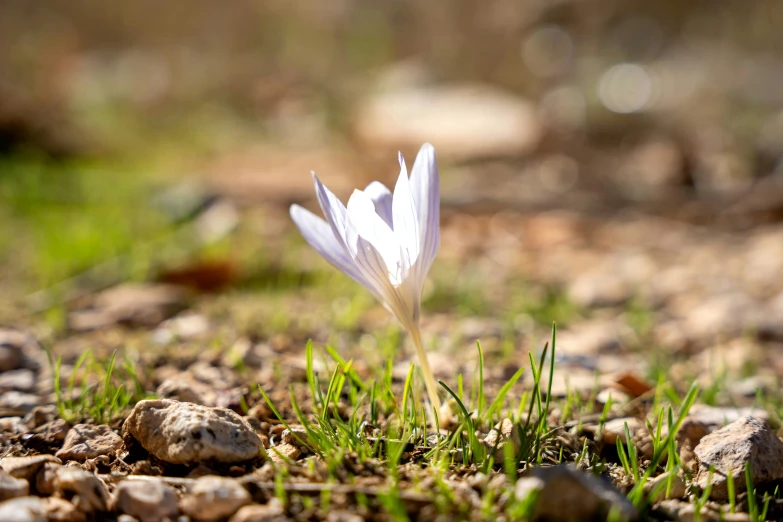 a small white flower sitting in some grass