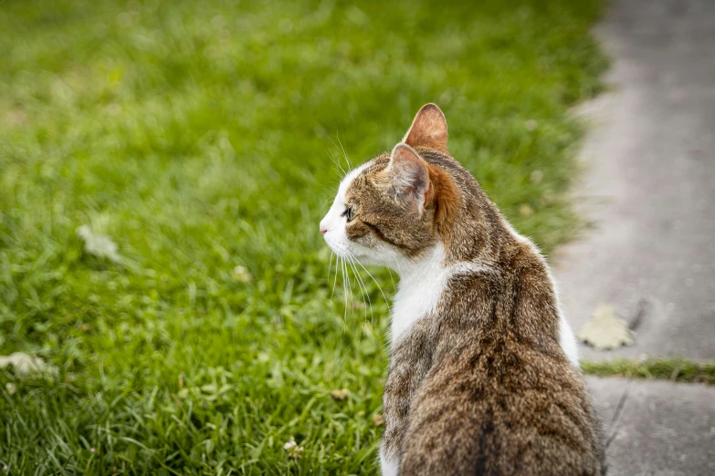 a brown cat staring down a grass covered street