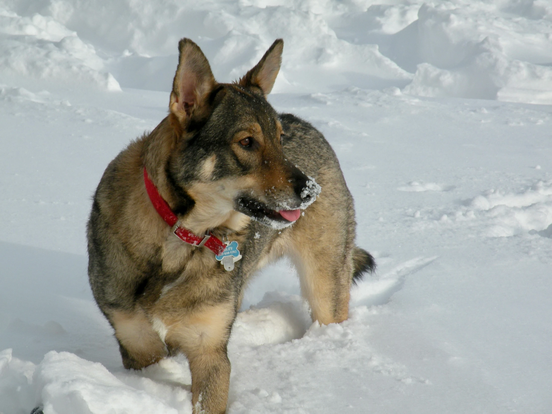 there is a large dog that has a red collar and a blue tag in his mouth