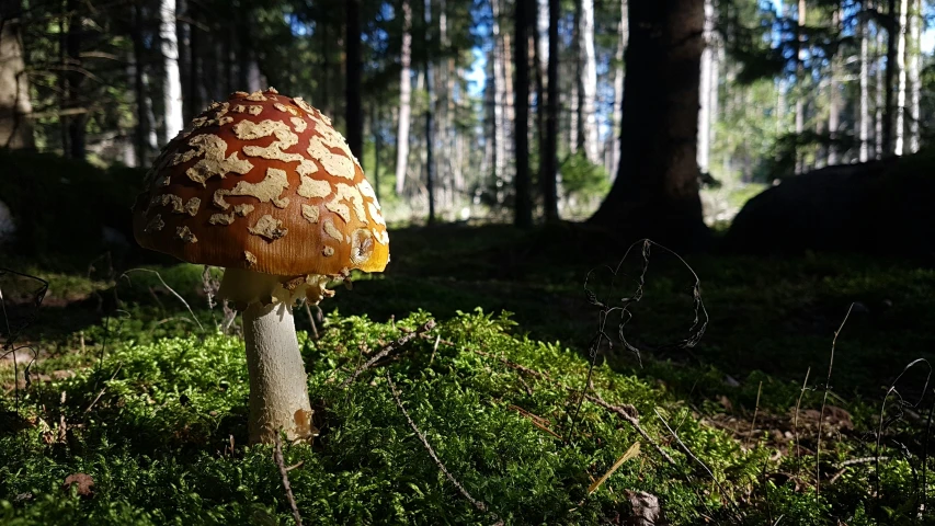 a very big pretty mushroom in the woods