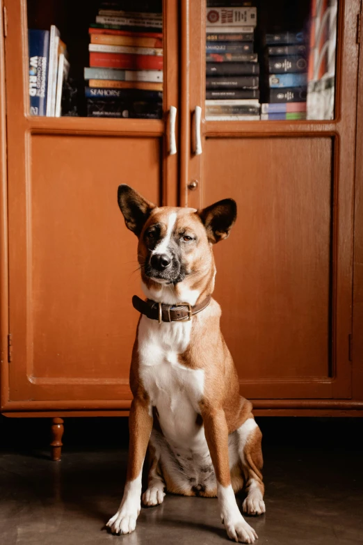 a dog with an alert look sitting on the floor in front of a cabinet