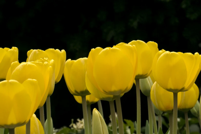 a field with lots of yellow tulips in the middle