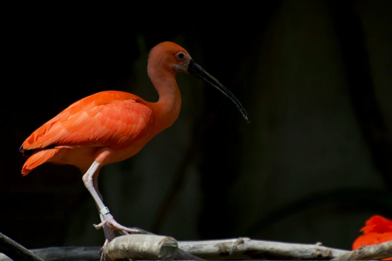 a bright orange bird standing on a tree nch
