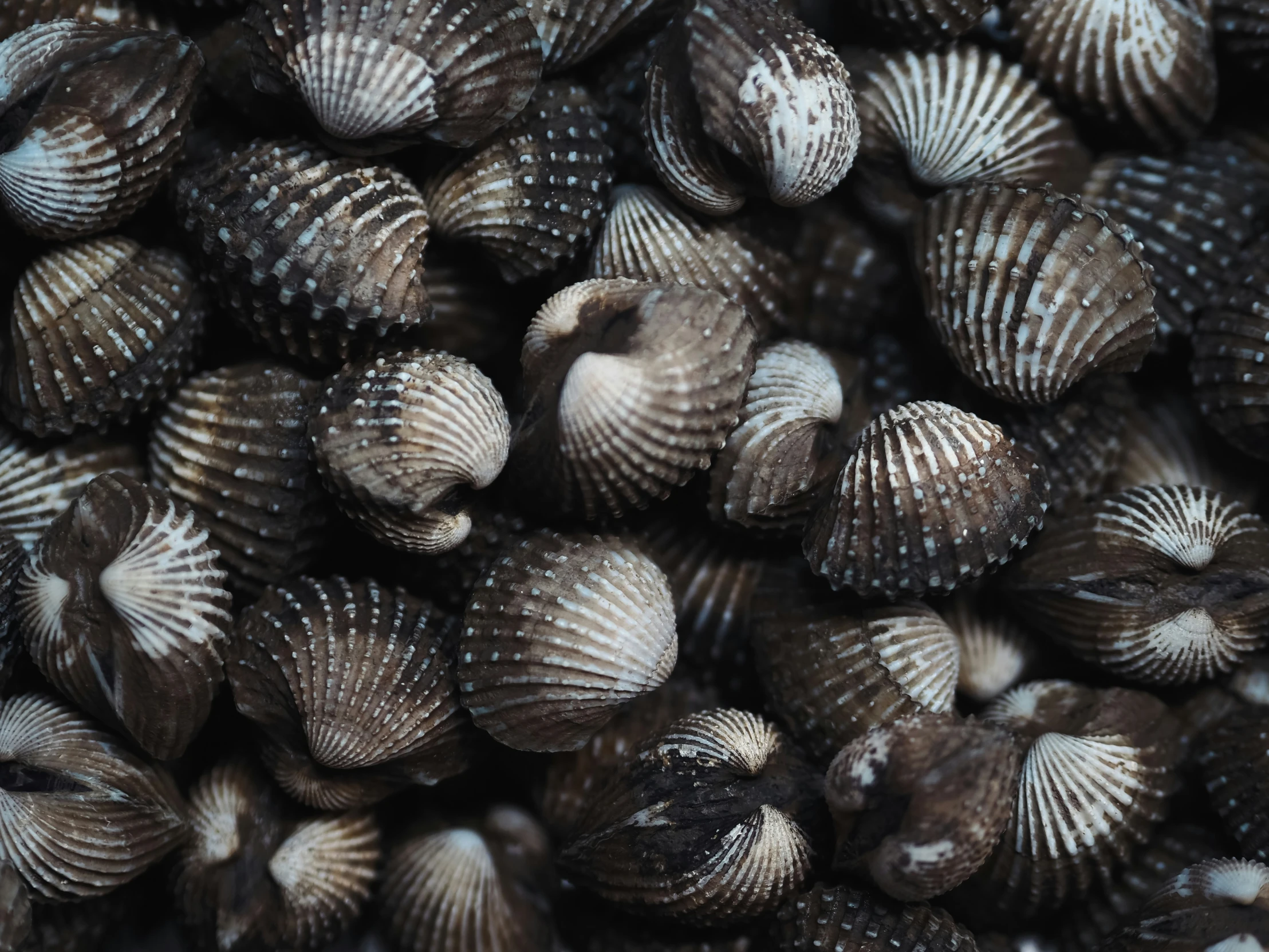 several seashells clustered together on top of each other