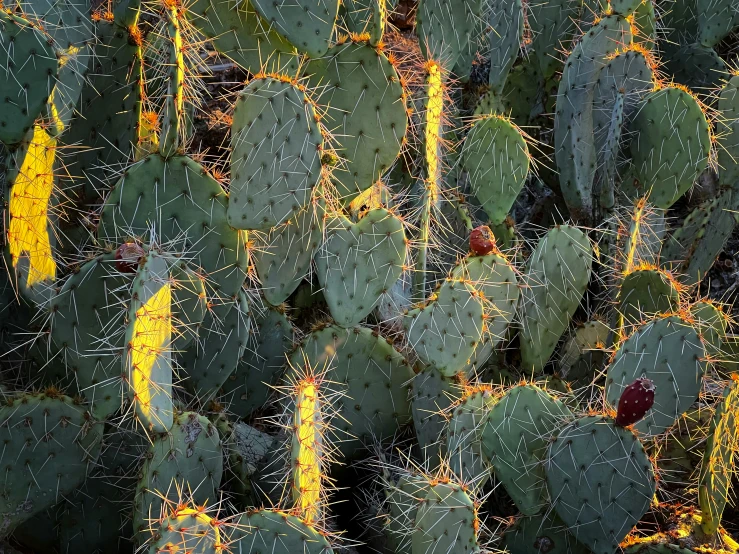 the spines of cactuses and prick flowers are green