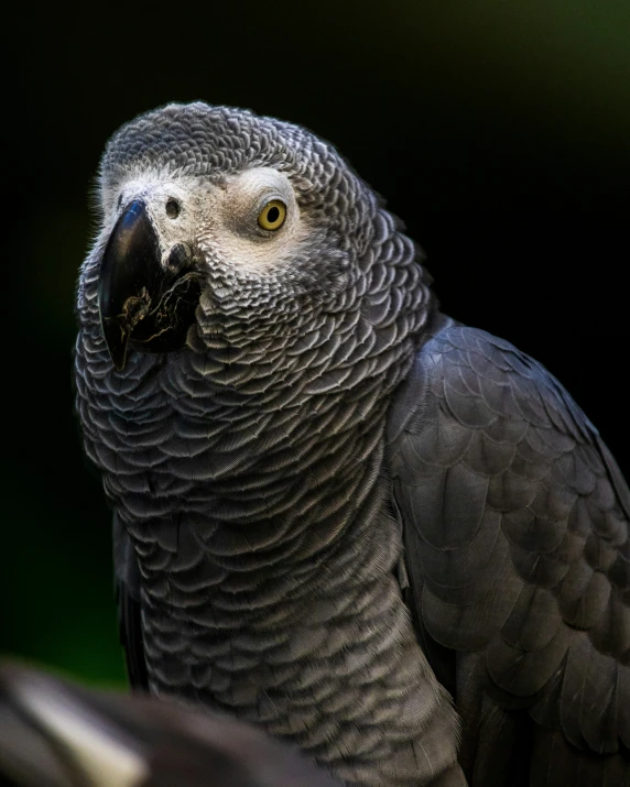 the face of an african black parrot, which is perched on a nch