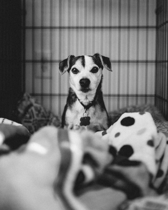 a small dog with a collar sitting in a cage