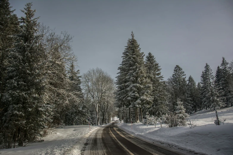 snow covered road through some trees and snow