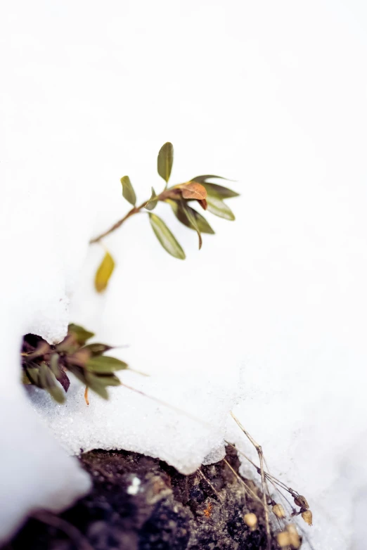 a plant sprouts from a thin piece of rock