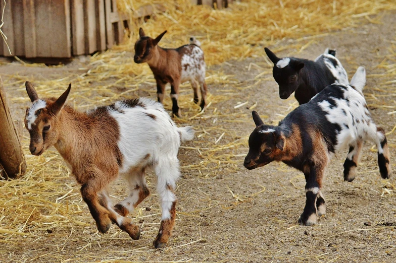 the young goats are running across the hay