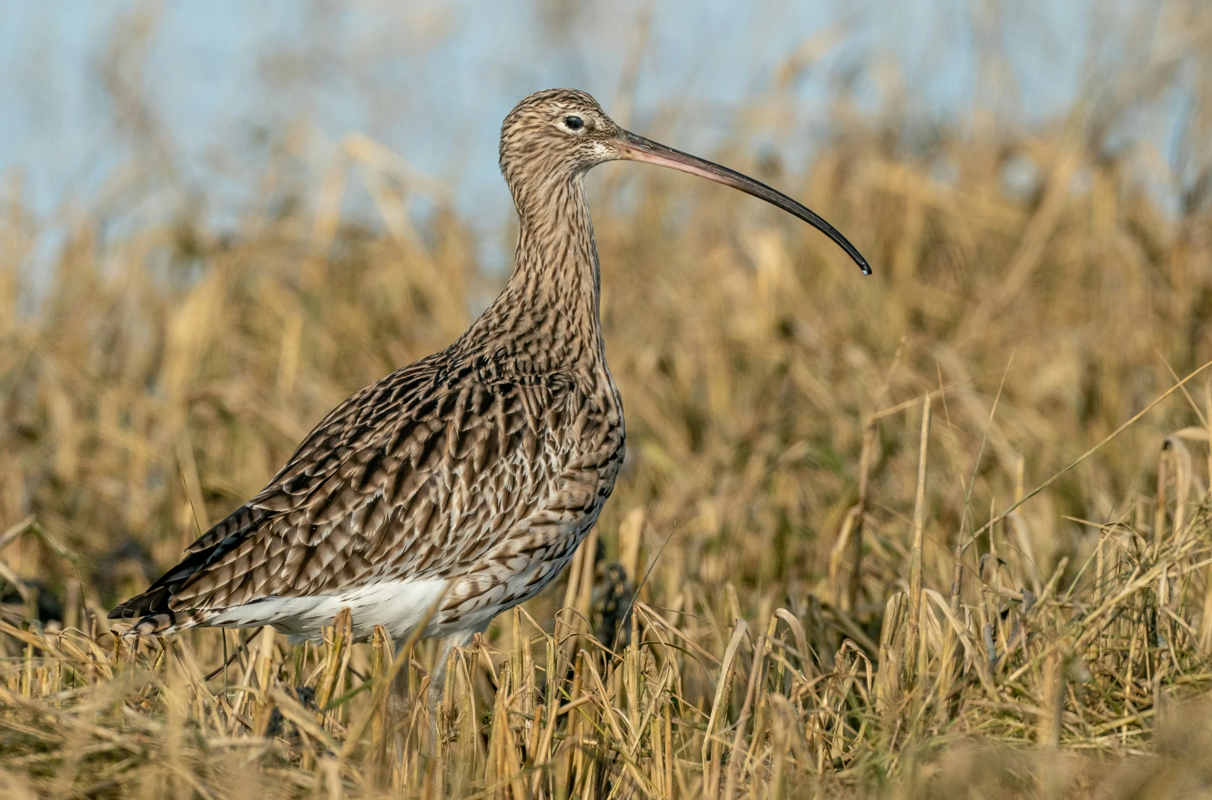 a large bird standing in tall grass with a beak