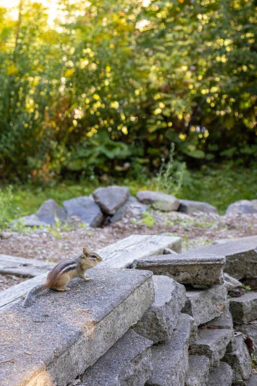 a squirrel laying on a large rock wall