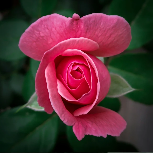 the center portion of a pink rose is displayed