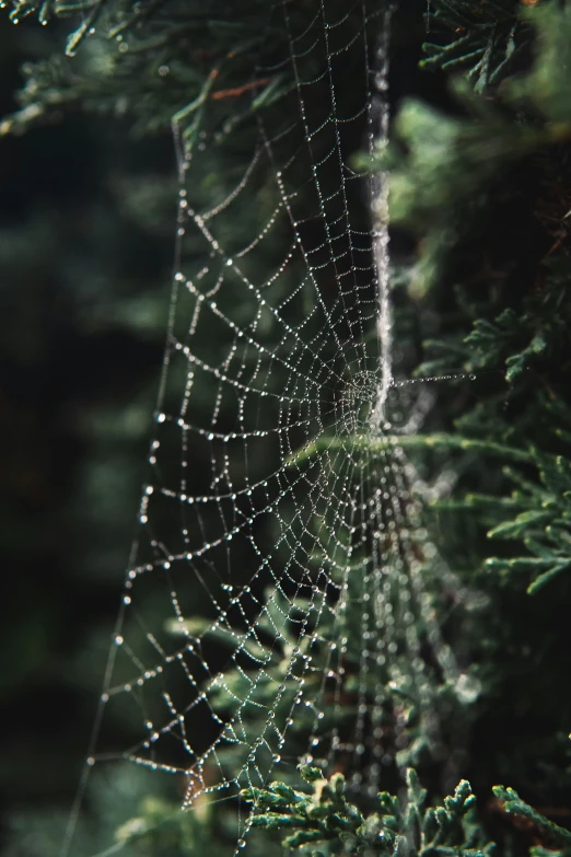 a web - like spider web is hanging upside down in front of a tree