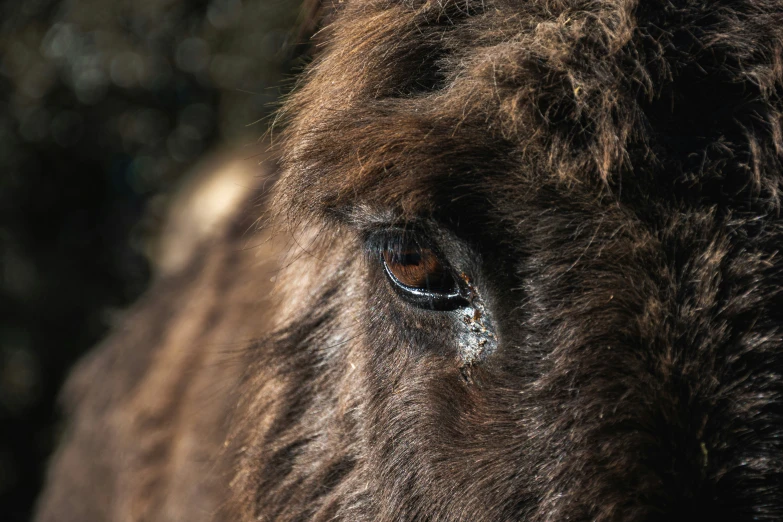 a brown bison is looking straight ahead with a small eye