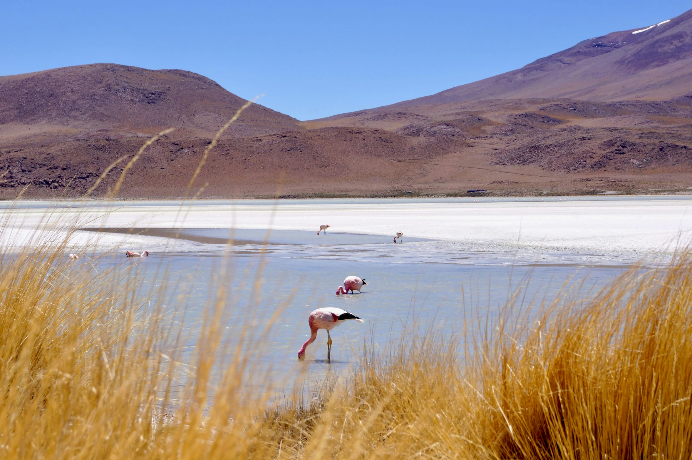 three flamingos walking in the water near some snowy mountains