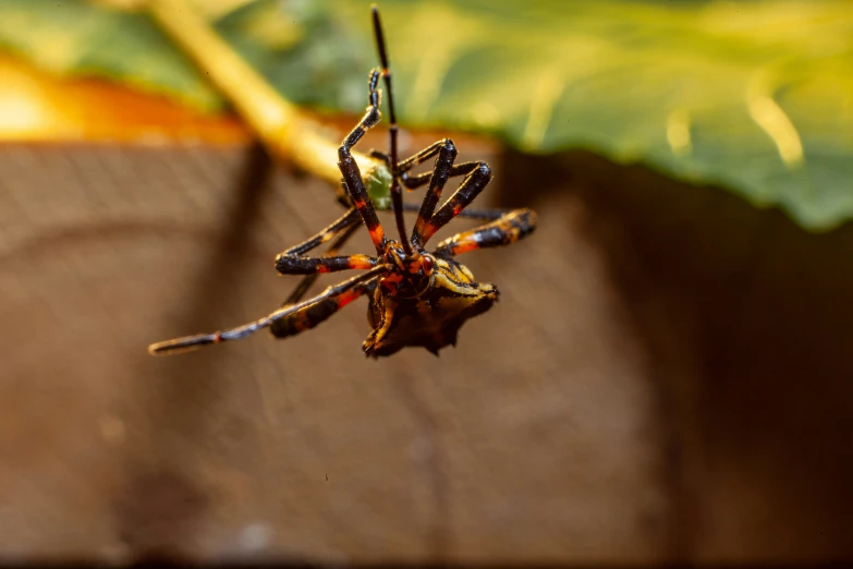 small red and yellow insect sitting on top of a leaf