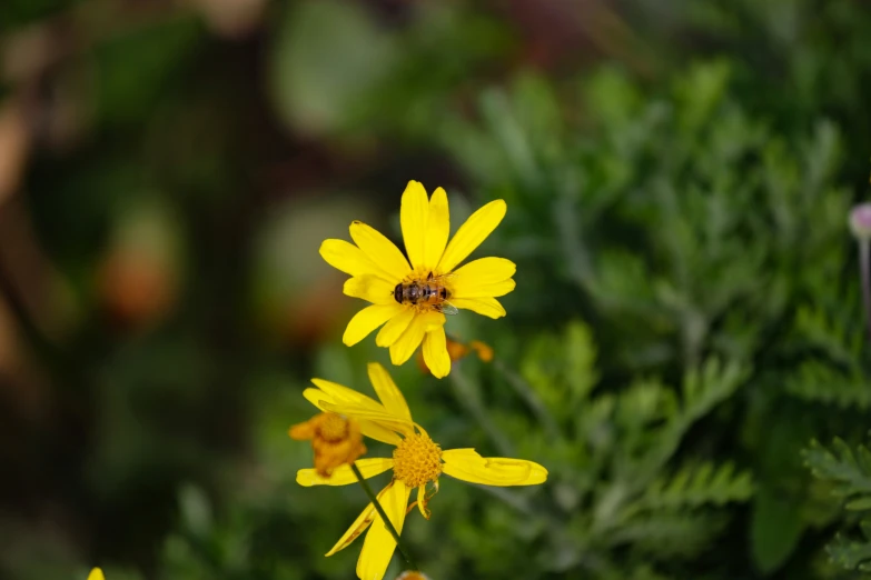 a bee on a flower with lots of leaves