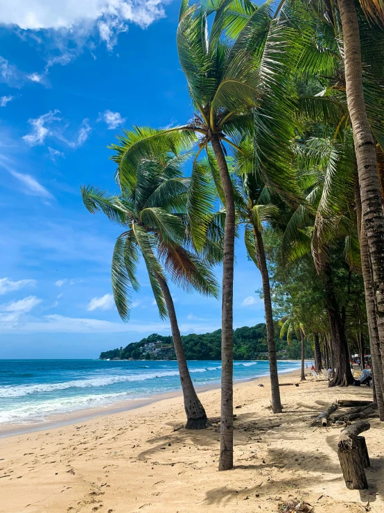 two trees are on the beach, with a few people