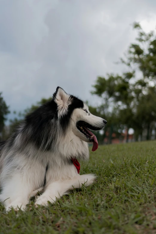 a fluffy dog laying on top of grass