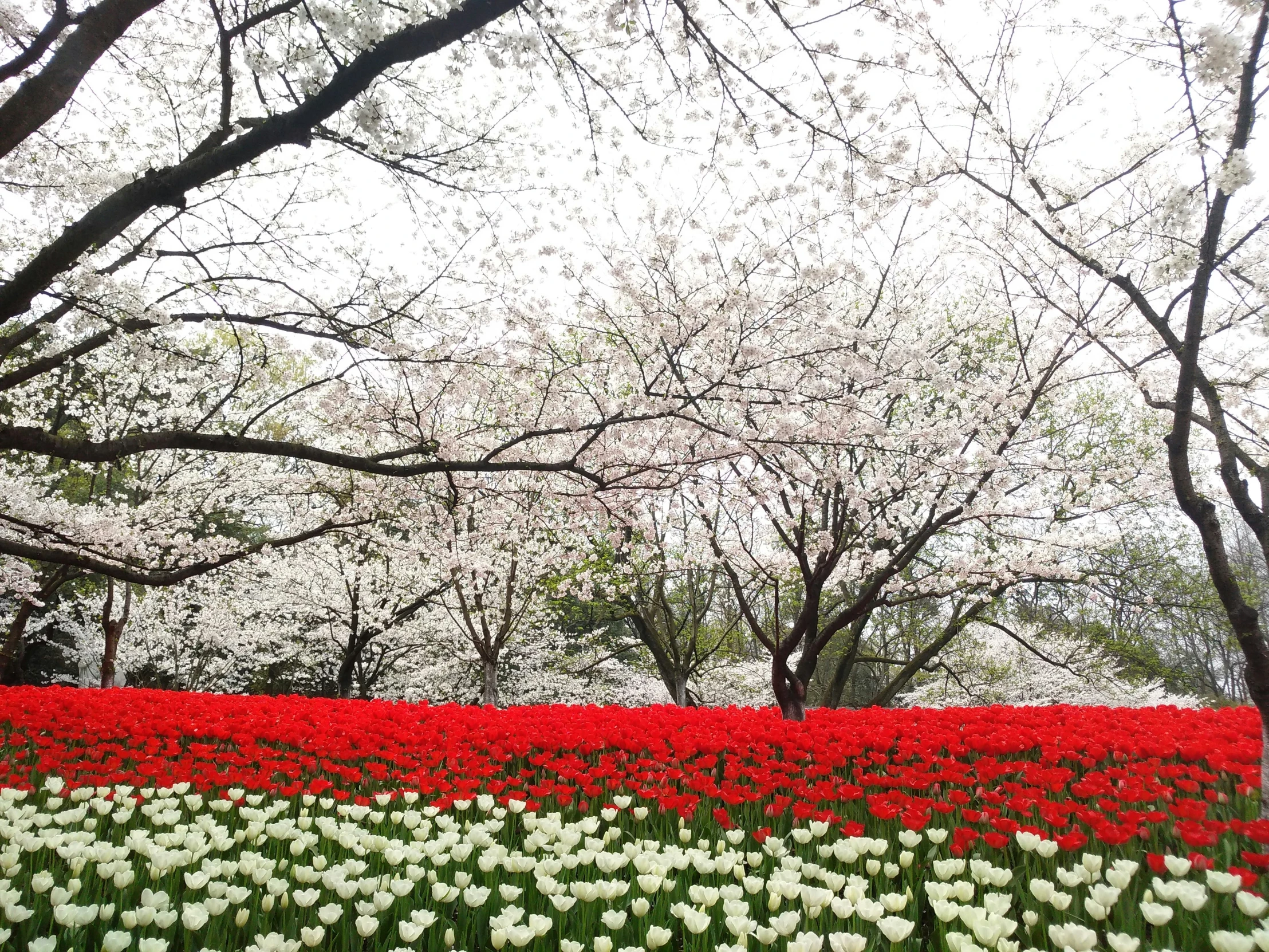 colorfully colored tulips are shown in this flower garden