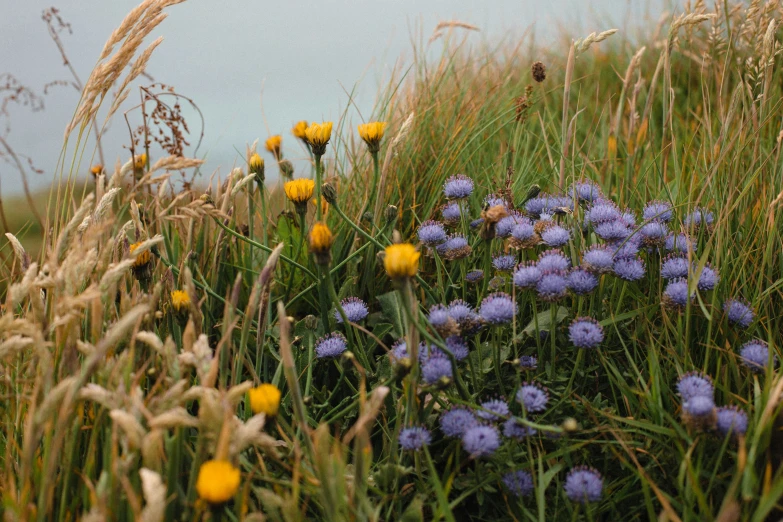 some yellow and purple flowers on some grass