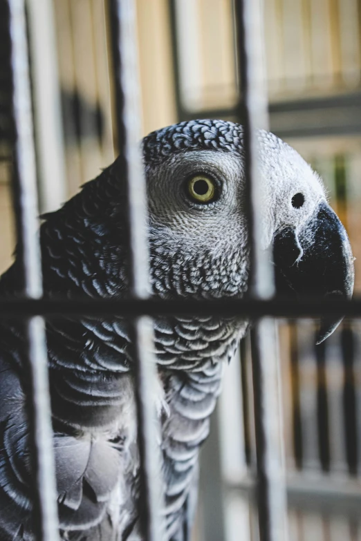 a closeup view of a black and white parrot