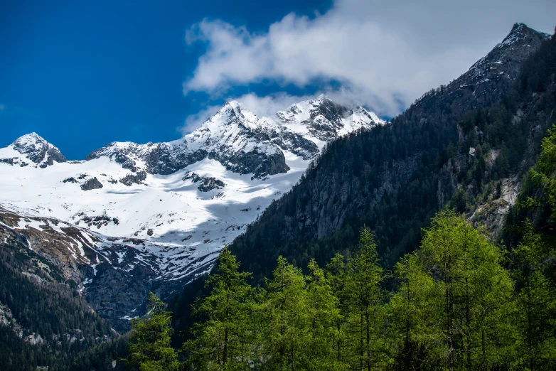 snowy mountains surround the trees under a blue sky